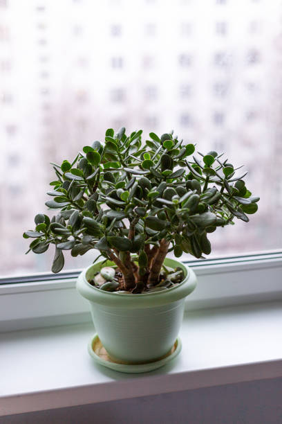 istock Money tree in a pot on the windowsill 1130999078