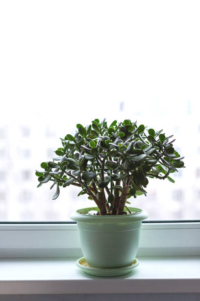 istock Money tree in a pot on the windowsill 1130999085
