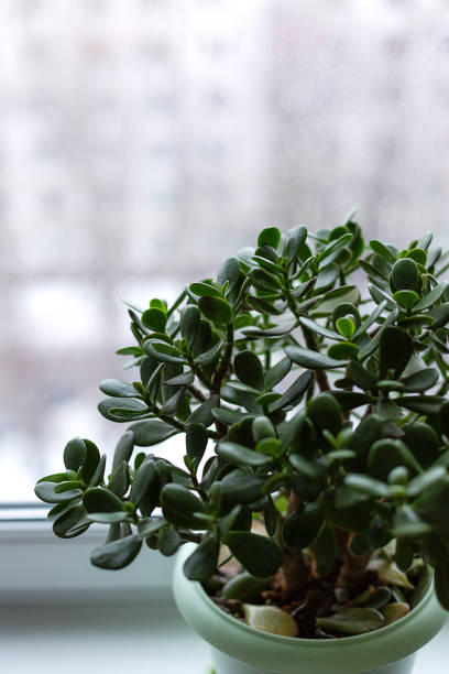 istock Money tree in a pot on the windowsill 1130999088