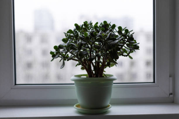 istock Money tree in a pot on the windowsill 1130999089