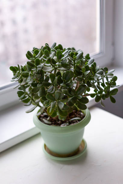 istock Money tree in a pot on the windowsill 1130999090