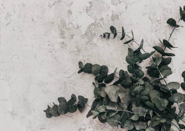 istock Eucalyptus cinerea leaves and branches on stone background. Floral composition. Feminine styled stock flat lay image, top view. Copy space. 1130999239