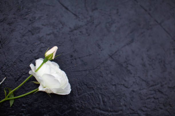 istock White rose border on black background 1130999269