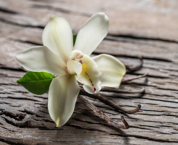 istock Dried vanilla sticks and vanilla orchid. 1130999468