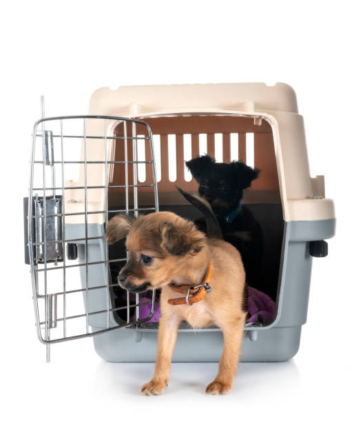istock puppy Russkiy Toy 1130999612