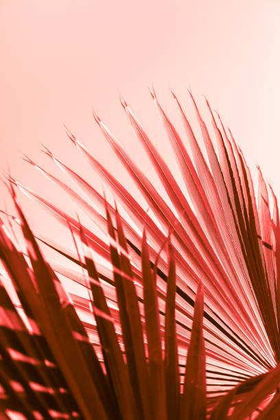 istock Branches of palm tree toned in living coral 1131001402