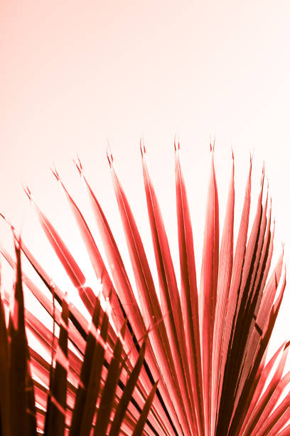 istock Branches of palm tree toned in living coral 1131001405