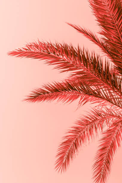 istock Branches of palm tree toned in living coral 1131001436