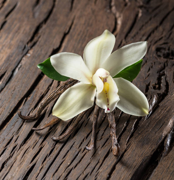 istock Dried vanilla sticks and vanilla orchid. 1131001493