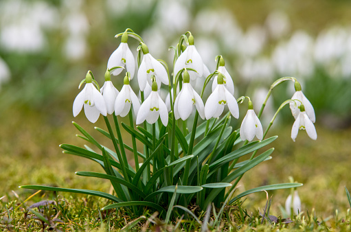 Leucojum aestivum, summer snowflake, Loddon lily, spring flowers, Snowflake Flowers In A Garden, Snowflakeflowers little flower in springtime