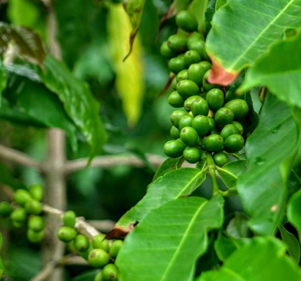 istock Raw Coffee beans tree at the farm - beautiful scenic - Hawaii 1131001829