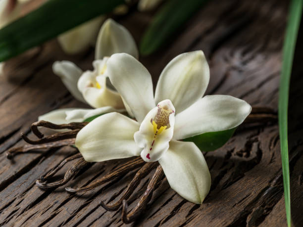 istock Dried vanilla sticks and vanilla orchid. 1131003618