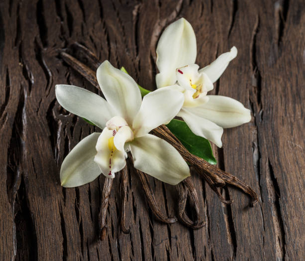 istock Dried vanilla sticks and vanilla orchid. 1131003683