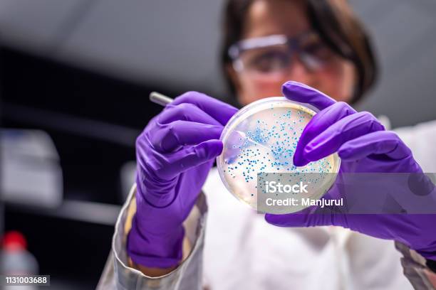 Woman Researcher Performing Examination Of Bacterial Culture Plate Stock Photo - Download Image Now