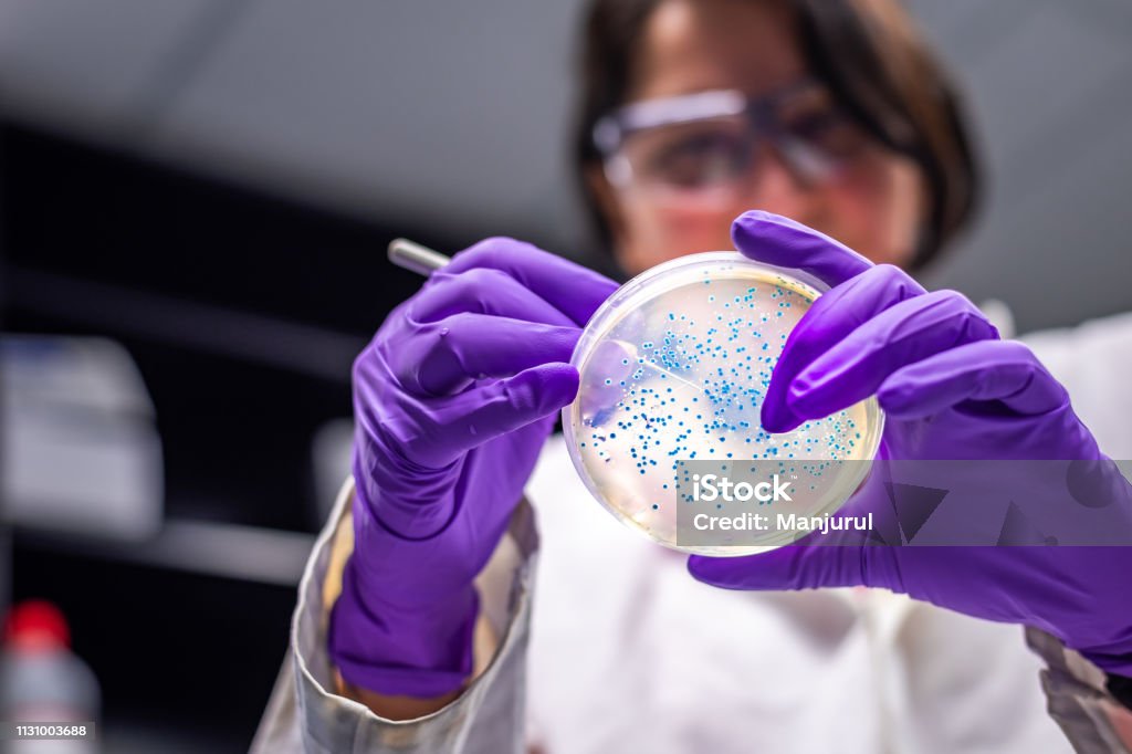 woman researcher performing examination of bacterial culture plate - Royalty-free Investigação - Assunto Foto de stock