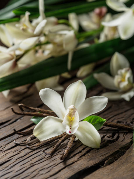 istock Dried vanilla sticks and vanilla orchid. 1131003737