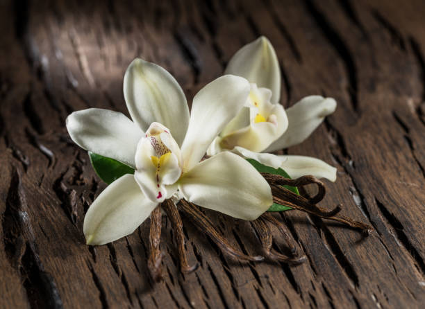istock Dried vanilla sticks and vanilla orchid. 1131003739