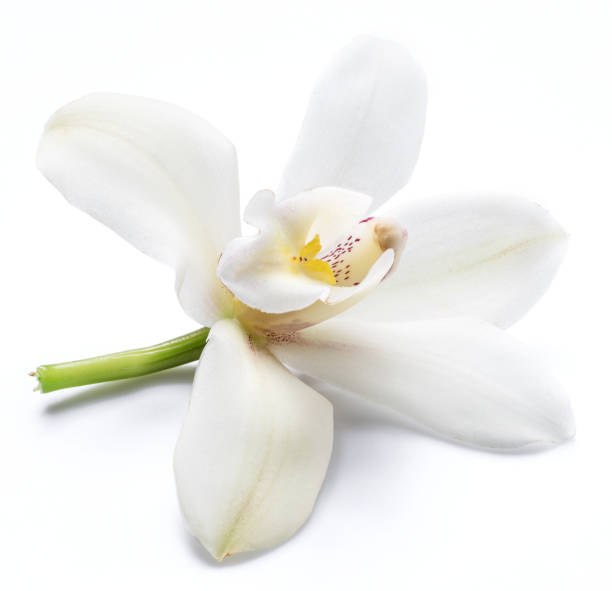 istock Vanilla orchid vanilla flower. 1131003818