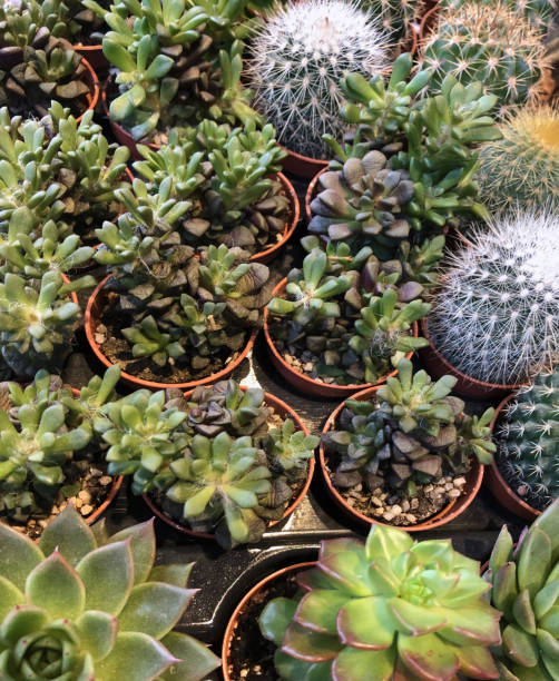 istock Succulent plant Echeveria 1131003831