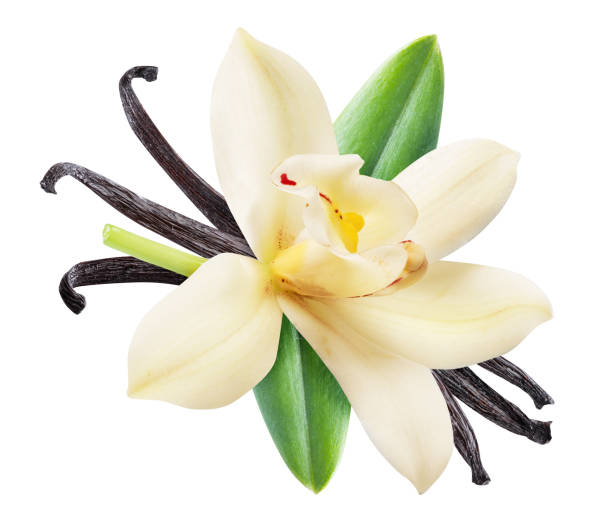 istock Dried vanilla sticks and orchid vanilla flower. 1131004035