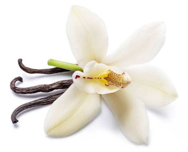 istock Dried vanilla sticks and orchid vanilla flower. 1131004037