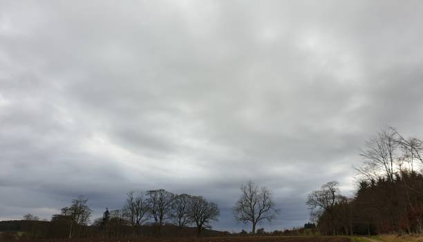 istock Silhouettes of line of trees under overcast sky 1131004106