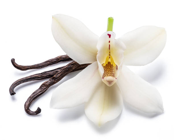 istock Dried vanilla sticks and orchid vanilla flower. 1131004178