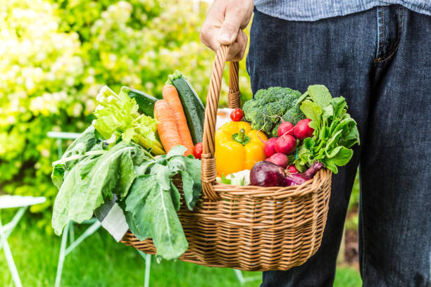 istock Gardener holds wicker basket filled with vegetables 1131005364