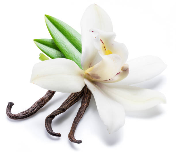 istock Dried vanilla sticks and orchid vanilla flower. 1131005419