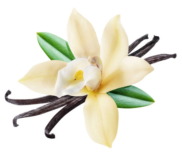 palos de vainilla secos y flor de vainilla de orquídea. - vanilla fotografías e imágenes de stock