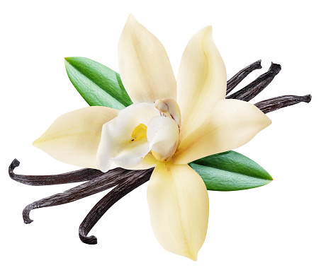 Dried vanilla sticks and orchid vanilla flower.