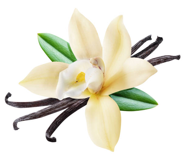 Dried vanilla sticks and orchid vanilla flower. stock photo