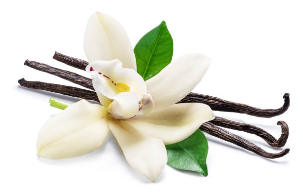 istock Dried vanilla sticks and orchid vanilla flower. 1131005424