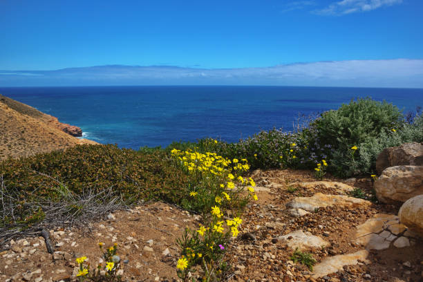 Coastal wild flowers in Kalbarri National Park in Western Australia stock photo