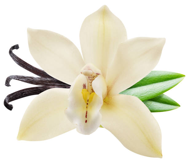 istock Dried vanilla sticks and orchid vanilla flower. 1131005588