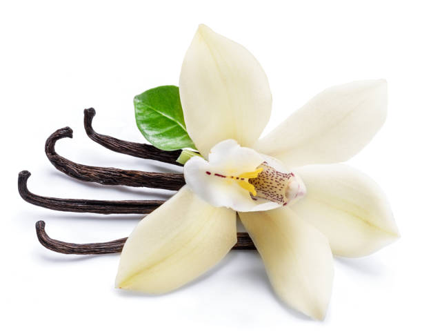 istock Dried vanilla sticks and orchid vanilla flower. 1131005622