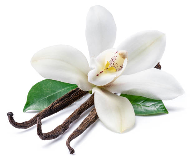 istock Dried vanilla sticks and orchid vanilla flower. 1131005624