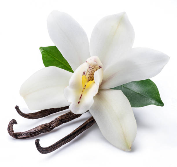 istock Dried vanilla sticks and orchid vanilla flower. 1131005724