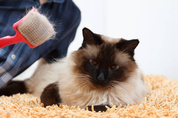 istock Caring for cat fur. Hand combing by comb fluffy cat. 1131005778