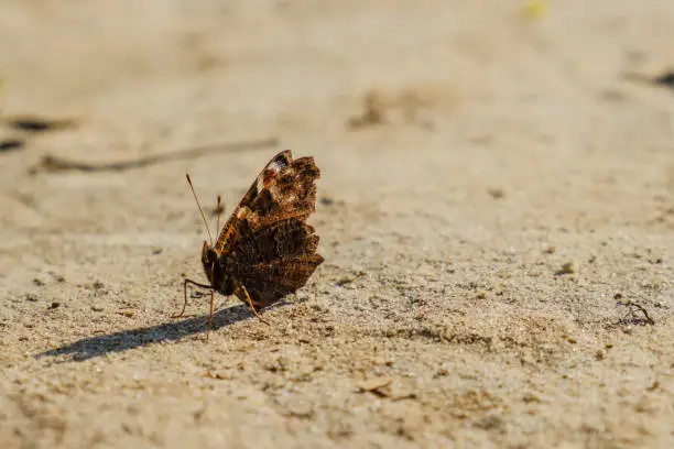 Photo of European Common Peacock red butterfly, Aglais io, Inachis io on the ground, wings spread open.