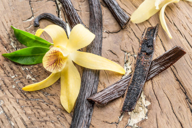 istock Dried vanilla fruits and vanilla orchid. 1131005807