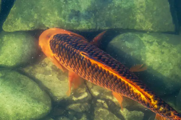 Japan Koifish Carp in Koi pond, KoiCarp in water lake