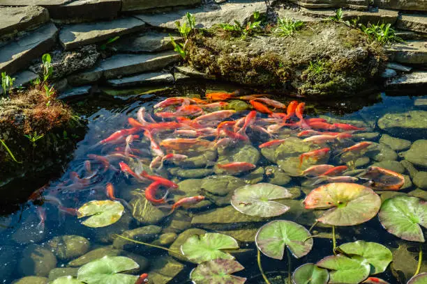 Japan Koifish Carp in Koi pond, KoiCarp in water lake