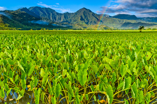 Taro farming in the Hanalei Valley of Kauai