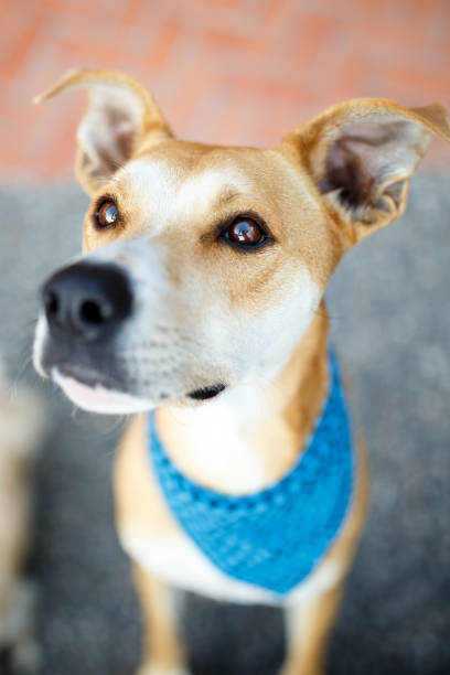 istock Dog wearing bandana 1131006924