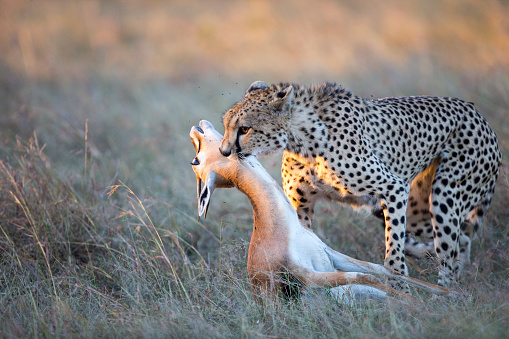 A young male cheetah kills a Gazelle. Taken in Maasai Mara National Reserve, Kenya