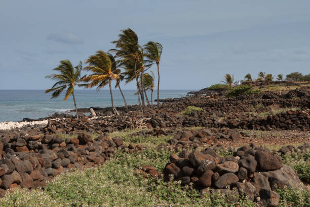 istock Cool Breeze Blowing Coconut Palms in Hawaii 1131007146