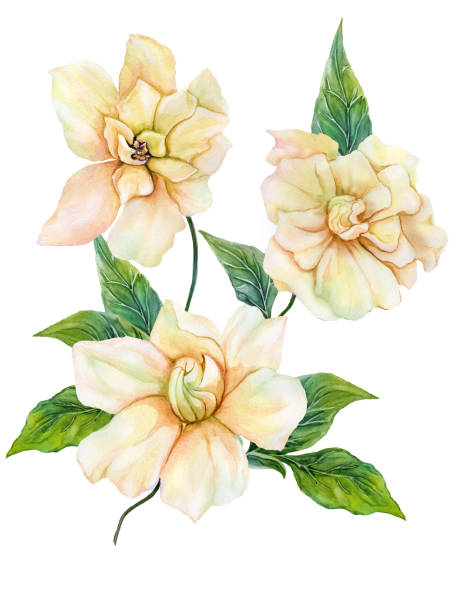 ilustraciones, imágenes clip art, dibujos animados e iconos de stock de hermosa gardenia amarilla (jazmín del cabo) flor en una ramita con hojas verdes. flor tropical aislada sobre fondo blanco. pintura acuarela. - gardenia