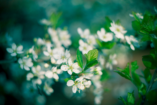 Beautiful floral spring abstract background of nature. Branches of blossoming apricot macro with soft focus nature background. For easter and spring greeting cards with copy space
