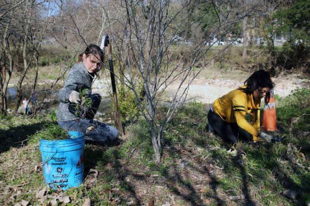 MLK Holiday Day of Service, Pease Park, Austin, Texas Austin, Tx, USA - Jan. 21, 2019:  Two female college volunteers remove weeds in Pease Park while participating in the Martin Luther King Holiday Day of Service. martin luther king jr day stock pictures, royalty-free photos & images